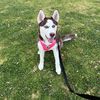 hennessythehuskyxo