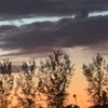 lily_13__