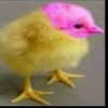 eu_zinha2344