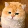 captaincaptain646