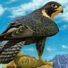 jamalkhan3441