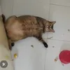 crazycatz06
