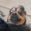 _toddedwards