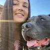 rocky_dog_amstaffblue