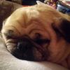 owenthepug1308