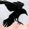 donnawildlife