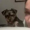 xoangi_