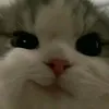 andrey83587