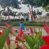 nhung.chu.lun.phieu.luu