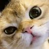 jjfurball24