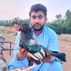 faisalkhokhar585