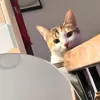 zoeuen