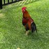 daveytheitguy