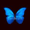 🦋@aalia481