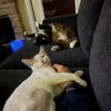 cats_of_the_vine
