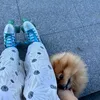 simba_pom_spitz