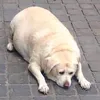 borowiczeksmrodliwy