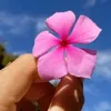 curiosidade845