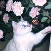 yasmin__1783