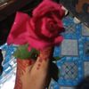 nabila.sultana59