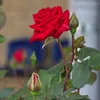 kako1997mahmod