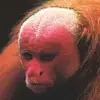 tololstcobok
