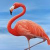 flamingokween74