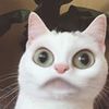 casperfriendlyfeline