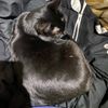 kittyluv69