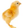 mr_propollo