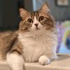 noahmycat