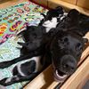 moyitaspuppies