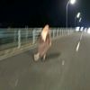 noji_vimin