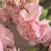 flowerrofcc