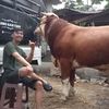 centra sapi qurban jakarta