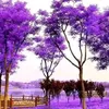 dongdong.1