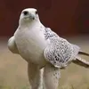 asfghreghdhrdgddg