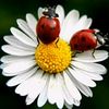 _hulya_18_07