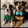 Loganbowties & Lily Grace