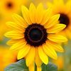 nisreenhashim2