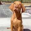 a.vizsla.called.leo