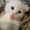 hongchw3