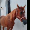 hajar47470