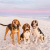 bear_the_brittany_beagle