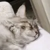 cvjzfdda666