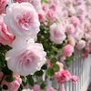 so__396