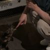emnightcat