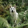 fenjavitherdenhund