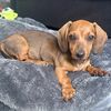 luna.theminidachshund