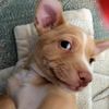 showdog007